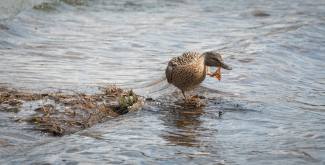 A female Mallard duck Looking for action.