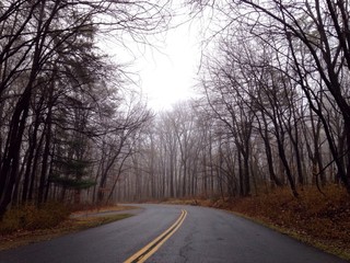 Fototapeta premium road in forest 1