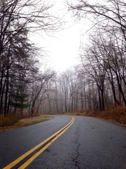 road in forest 2