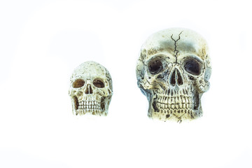 Skull isolated on white.