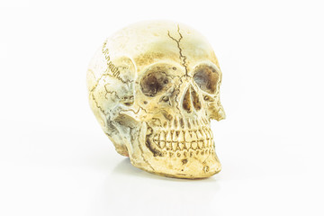 Skull isolated on white.