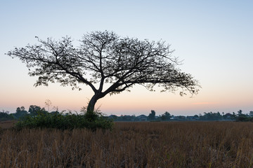 Fototapeta na wymiar tree with sunrise