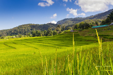  Farm and terrace rice field