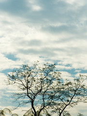 Fototapeta na wymiar Silhouette a tree against a background of sky