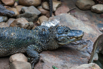 Krokodil