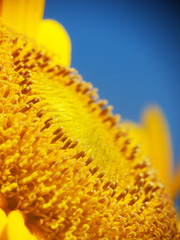 Sunflower pollen