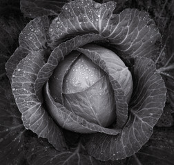 Fototapeta premium cabbage closeup. black and white