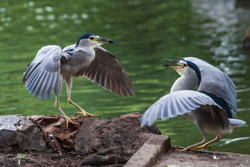 Blauspecht