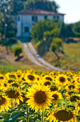 Sunflowers in the Tuscan countryside