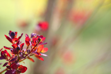 Red branch on nature background