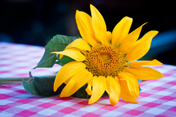 sunflower on the table in the countryside