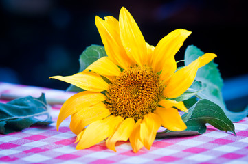 sunflower on the table in the countryside
