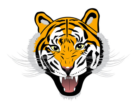 Tiger anger head on a white background