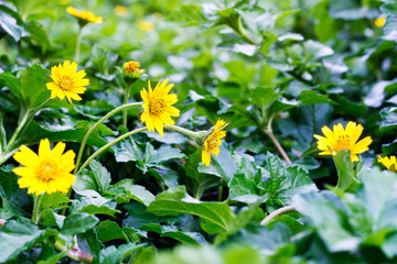Soft-focus close-up of yellow flowers on field of flowers