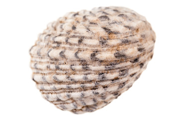 Tropical seashell top