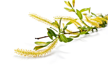 Obraz premium Branch of alder