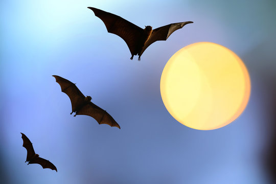 bat silhouettes with full moon - Halloween festival