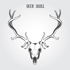 Deer Skull