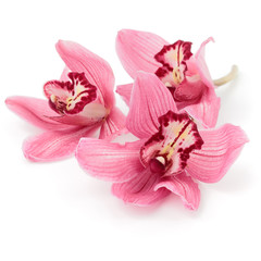 Pink cymbidium orchids lying down on white surface.
