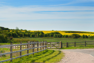 Fototapeta premium Landscape image of fields with blue sky and clouds