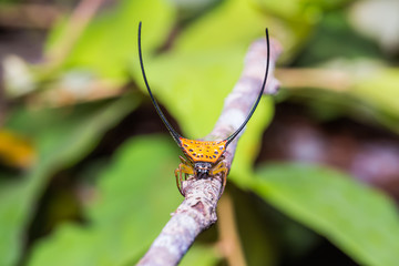Long-horned Orb-weaver Spider © teptong