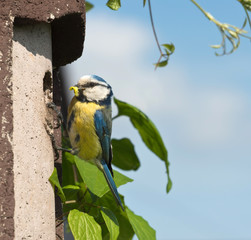Blaumeise