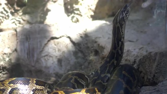 Huge boa constrictor (python) snake smells the air, 4K