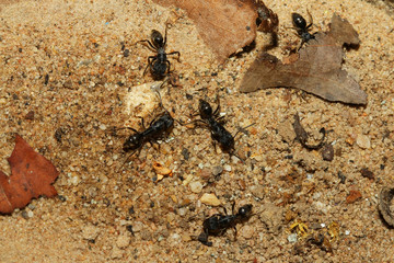 group black ant in forest