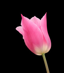 Spring flower of pink  tulip,  isolated on black  background