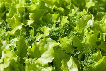 lettuce in the garden