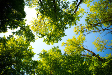 Beautiful spring leaves