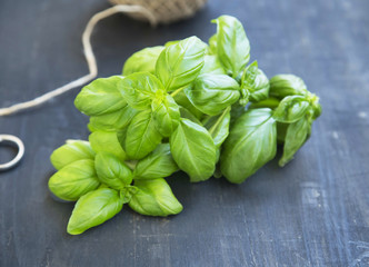 Fresh Aromatic Basil Herb