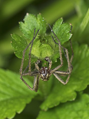 Big angle spider, Grosse Winkelspinne (Tegenaria atrica)