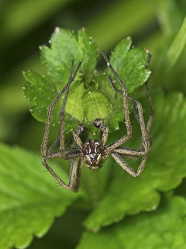 Big angle spider, Grosse Winkelspinne (Tegenaria atrica)
