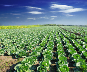 Landscape view of a freshly growing cabbage field