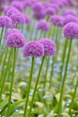 Obraz premium giant purple allium flowers