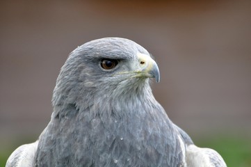 Aguja Kordilieren-Bussard