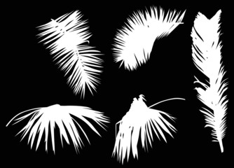 five palm tree leaves isolated on black