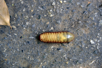 worm Beetle larvae are traveling to food