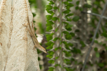 Brown anole lizard