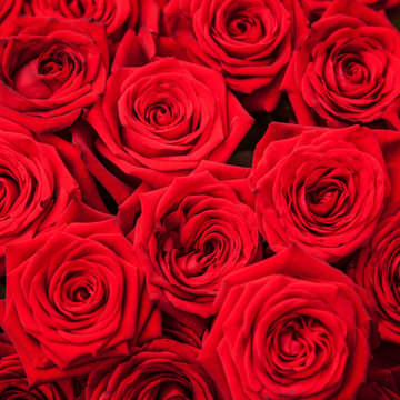 Fine grown red roses