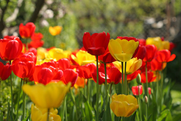 Spring flowers of  tulip on blurred background