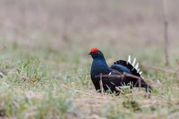 Blackcock in time of mating season