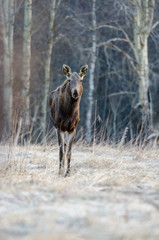 The elk. Front Side