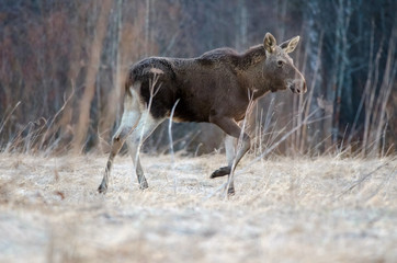 Obraz na płótnie Canvas Elk going