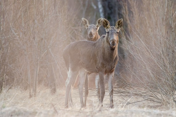 Two elks. Watching