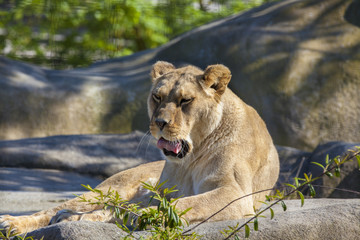 Lionne qui baille