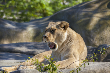 Lionne qui baille