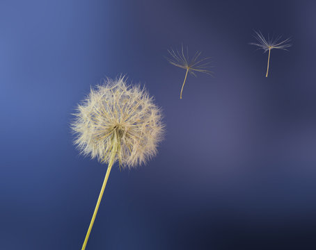 emigration, flight, new life