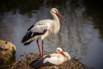 Couple of stork in the nest